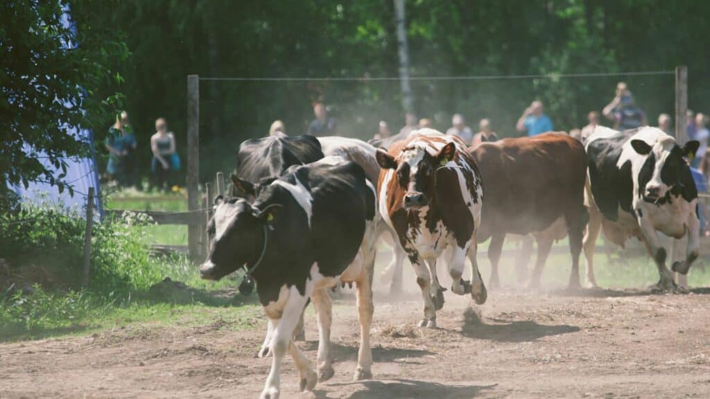 Imagem de várias vacas correndo atrás de uma pessoa em um terreiro.