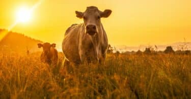 Imagem de duas vacas correndo em um campo de trigo e ao fundo um lindo pôr do sol.