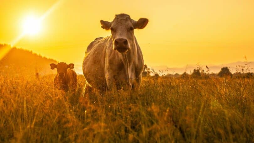 Imagem de duas vacas correndo em um campo de trigo e ao fundo um lindo pôr do sol.