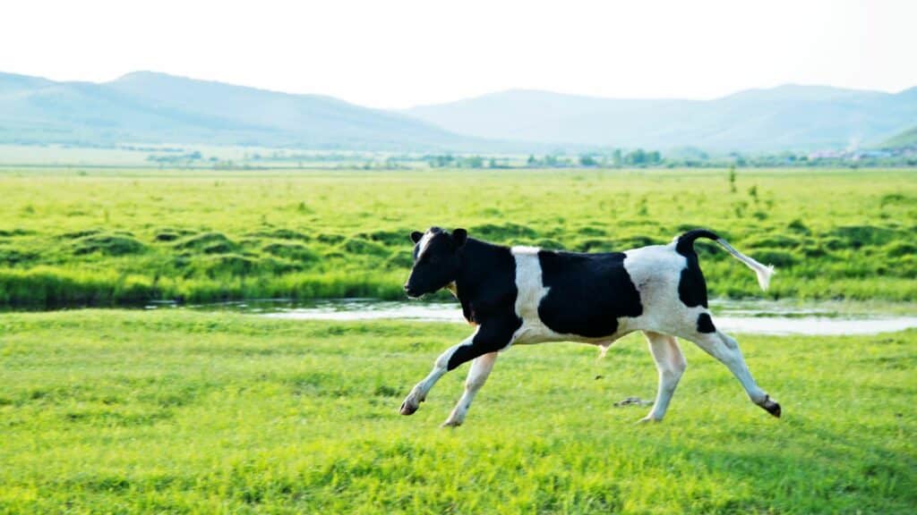 Imagem de um campo verde e em destaque uma vaca malhada nas cores branco e preto correndo pelo pasto.