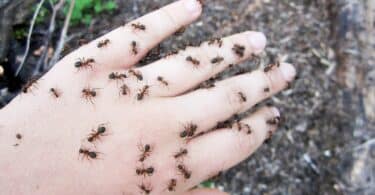 Imagem de várias formigas andando sobre as mãos de uma pessoa.