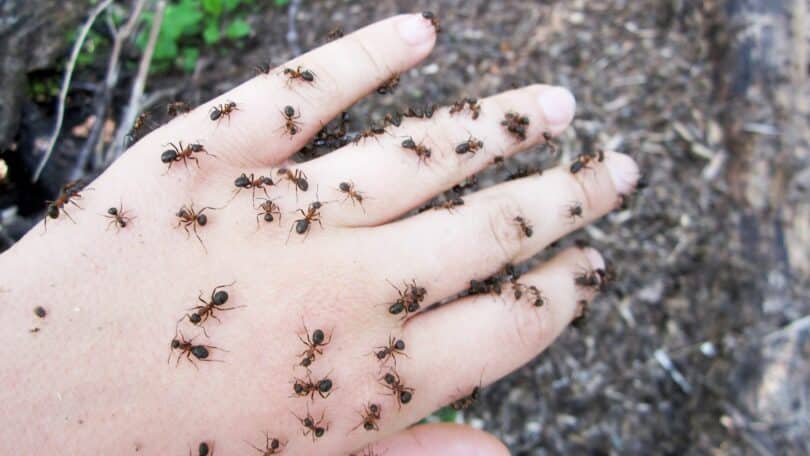 Imagem de várias formigas andando sobre as mãos de uma pessoa.