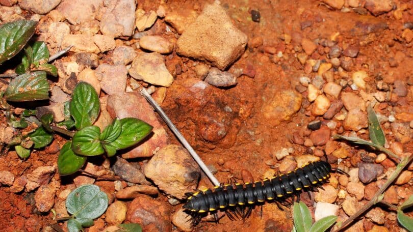 Imagem de piolho de cobra no meio da terra.