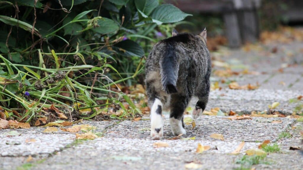 Imagem de um gatinho cinza e branco indo embora da casa do seu tutor. A foto traz o conceito de que amar é cuidar, acolher e, se for preciso, deixar que o outro siga seu caminho.