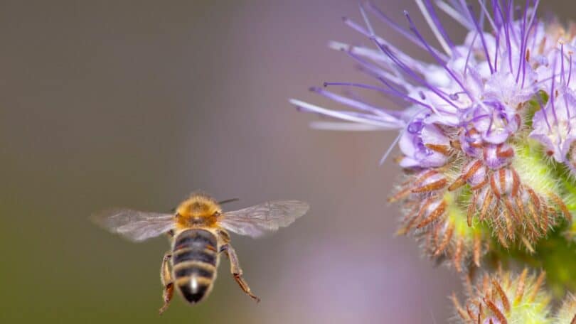 Imagem de uma abelha voando e ao lado uma flor na cor lilás.