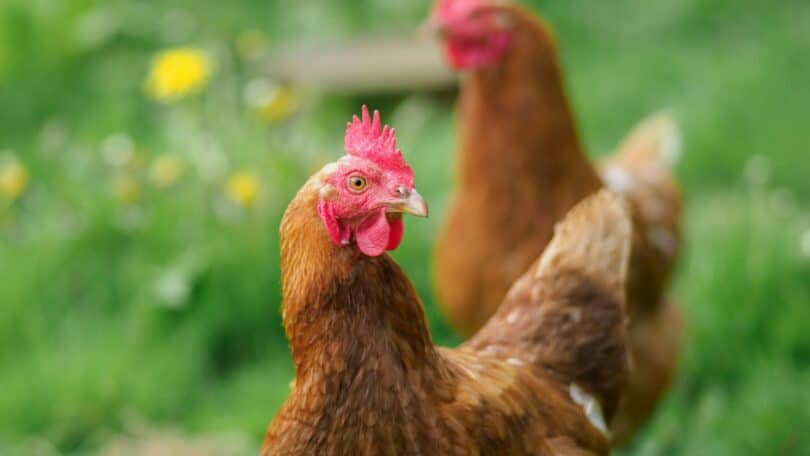 Imagem de duas galinhas caminhando em um campo florido.