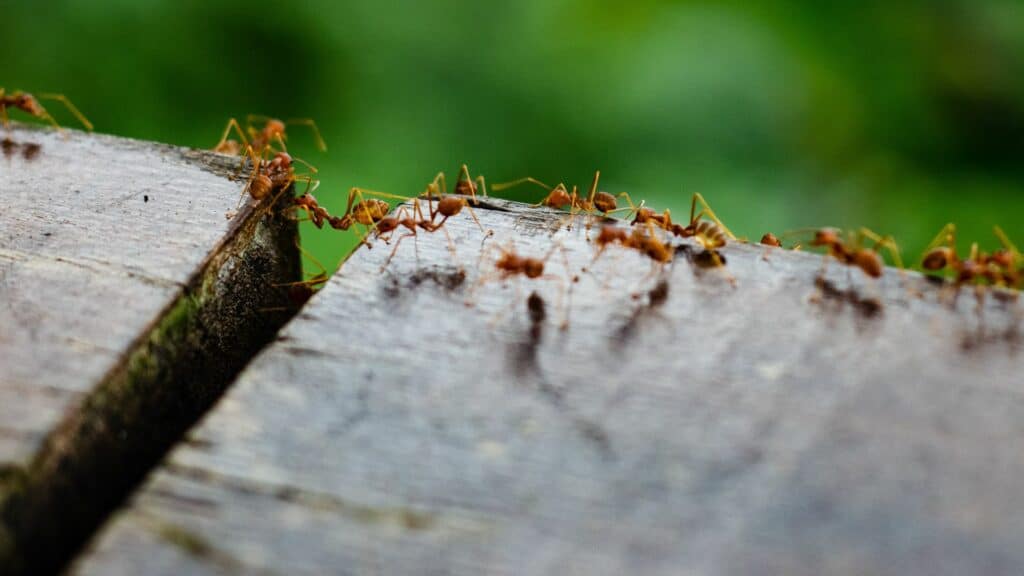 Imagem de várias formigas pequenas andando em carreira.
