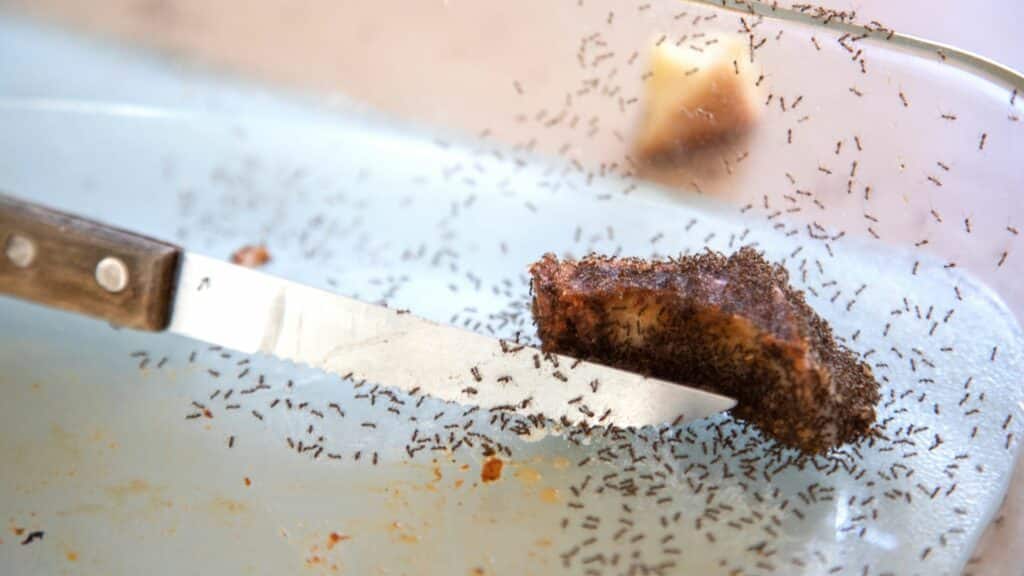 Imagem de muitas formigas pequenas em um alimento.