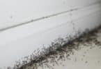 Imagem de um infestação de formigas pequenas na cor preta.
