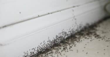 Imagem de um infestação de formigas pequenas na cor preta.