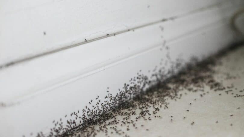 Imagem de um infestação de formigas pequenas na cor preta.