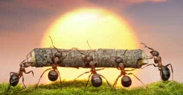 Imagem de cinco formigas carregando um pedaço pequeno de galho. Ao fundo, o pôr do Sol.