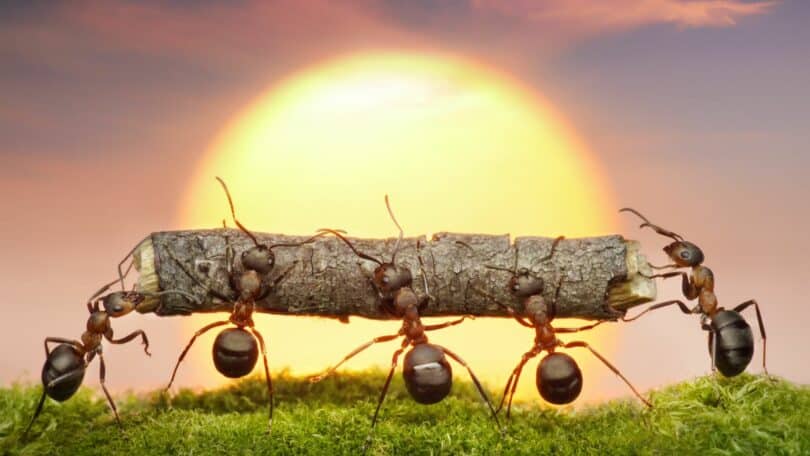 Imagem de cinco formigas carregando um pedaço pequeno de galho. Ao fundo, o pôr do Sol.