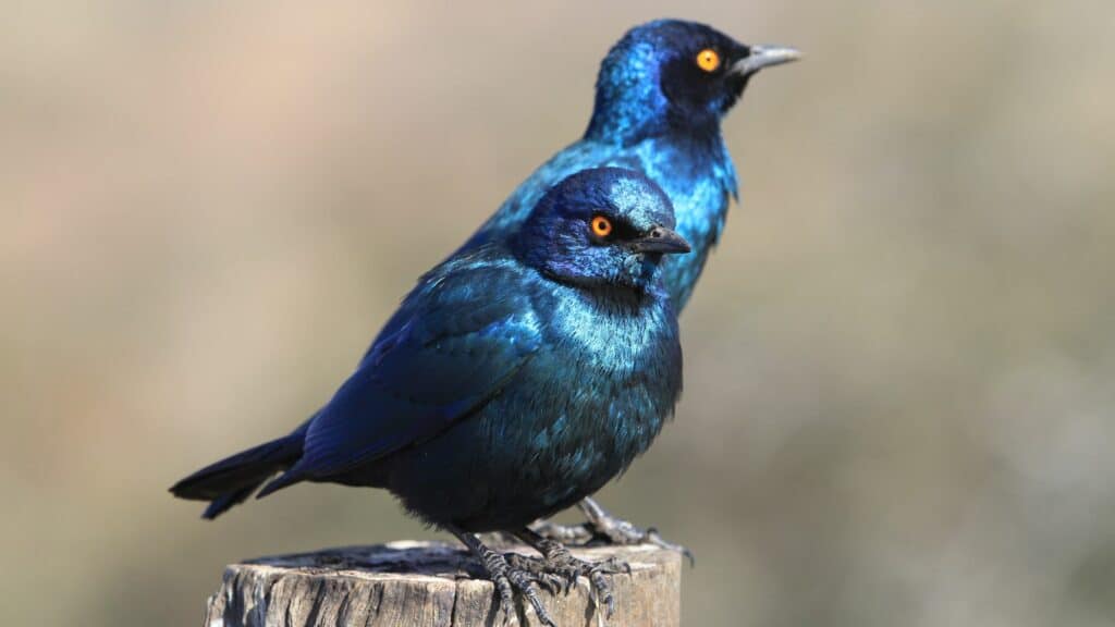 Imagem de dois pássaros na cor azul pousados em um tronco.