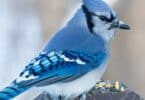 Imagem de um lindo pássaro azul.