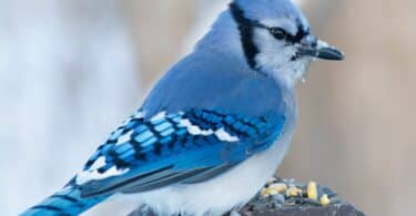 Imagem de um lindo pássaro azul.