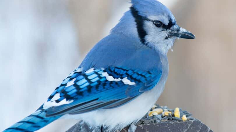 Imagem de um lindo pássaro azul.