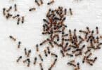 Imagem de várias formigas andando sobre a cama coberta com um lençol branco.