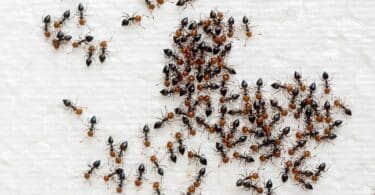 Imagem de várias formigas andando sobre a cama coberta com um lençol branco.
