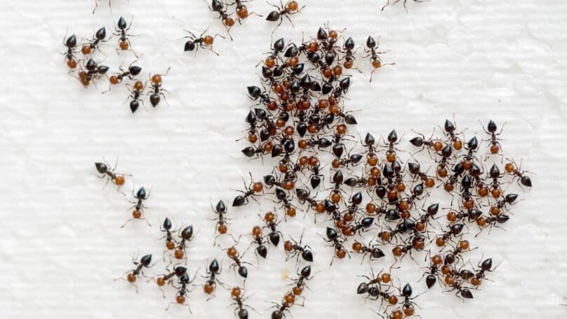 Imagem de várias formigas andando sobre a cama coberta com um lençol branco.