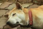 Imagem de um cachorro caramelo falecido. Ele está deitado no chão da rua.