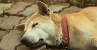 Imagem de um cachorro caramelo falecido. Ele está deitado no chão da rua.