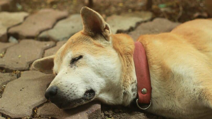 Imagem de um cachorro caramelo falecido. Ele está deitado no chão da rua.