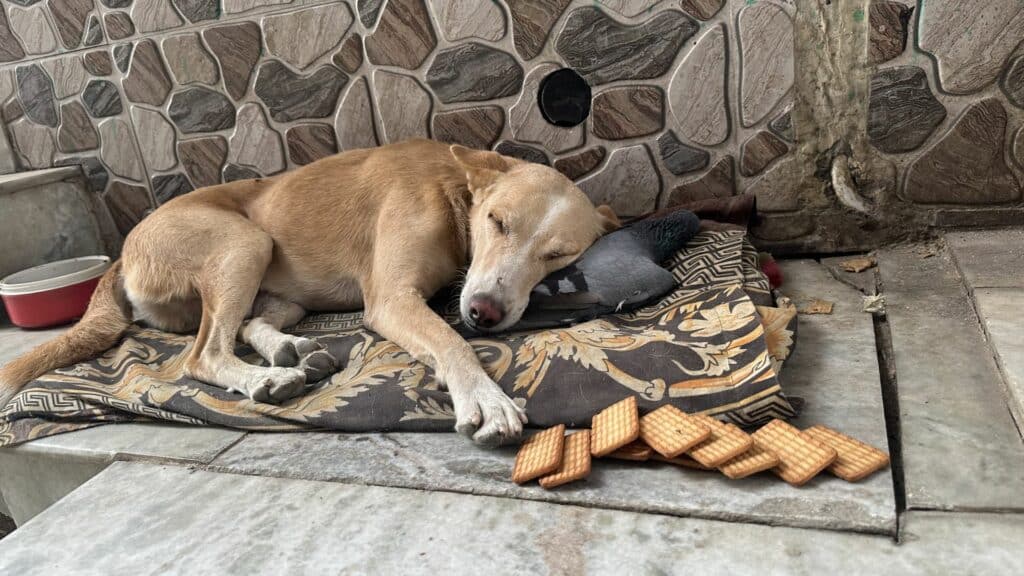 Imagem de um cachorro que está morto, deitado sobre a sua caminha que está no quintal de casa.