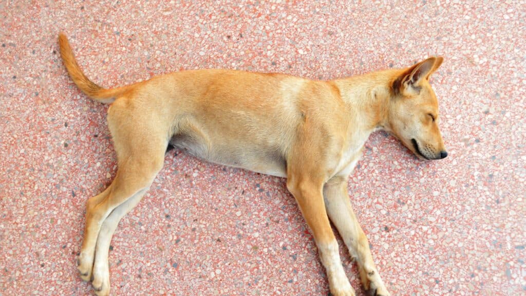Imagem de um cachorro caramelo falecido. Ele está deitado sobre um piso de pedrinhas avermelhado.