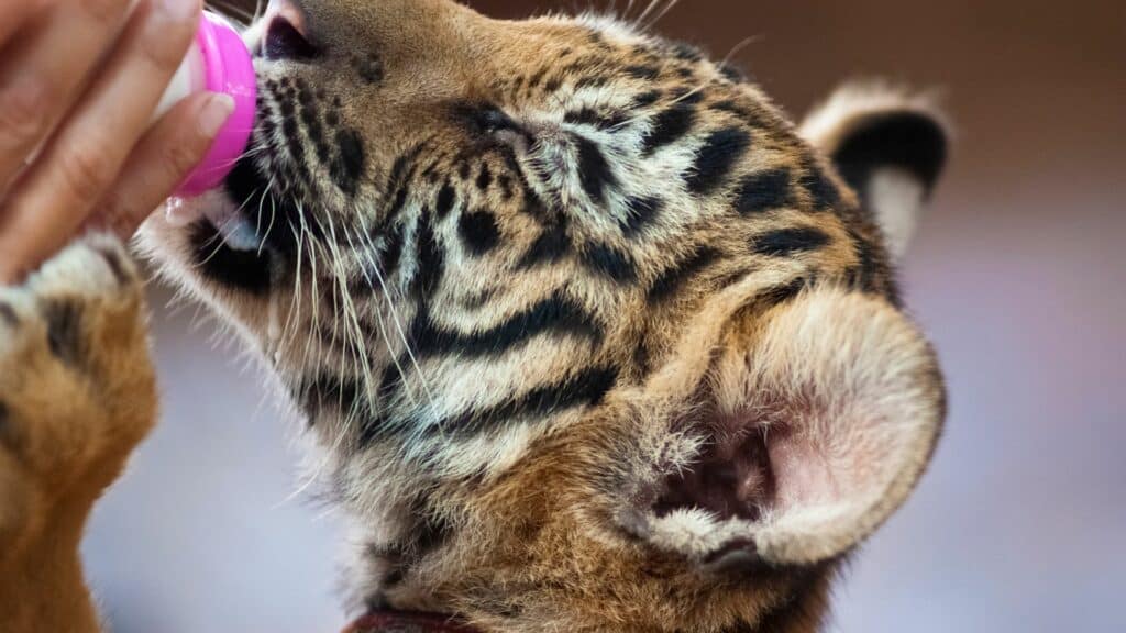 Imagem de um filhote de tigre mansinho tomando mamadeira.