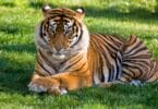 Imagem de um tigre adulto deitando sobre um gramado. Ele tem uma carinha de mansinho.
