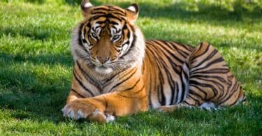 Imagem de um tigre adulto deitando sobre um gramado. Ele tem uma carinha de mansinho.