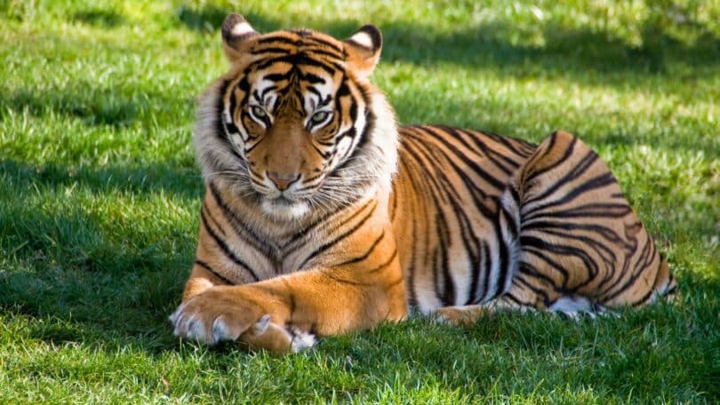 Imagem de um tigre adulto deitando sobre um gramado. Ele tem uma carinha de mansinho.
