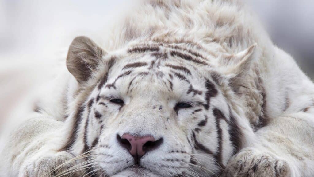 Imagem de um tigre de bengala na cor branca. Ele é bem mansinho e está deitado tentando dormir.