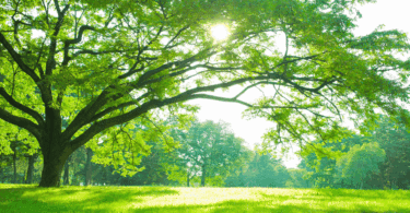 No foco da imagem, há uma grande árvore em um parque. Ao fundo, há a luz do sol refletindo.