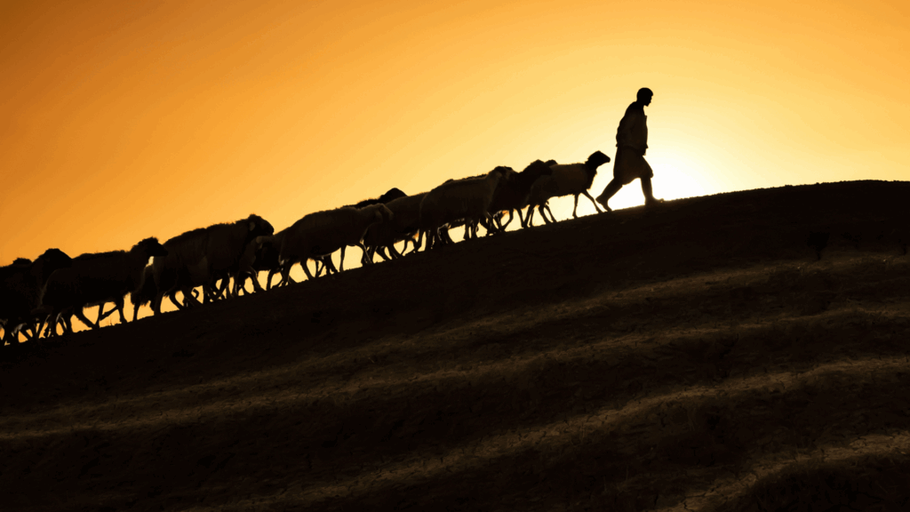 No foco da imagem, há um pastor de ovelhas liderando suas ovelhas. Eles estão subindo uma colina e há um pôr do sol ao fundo.