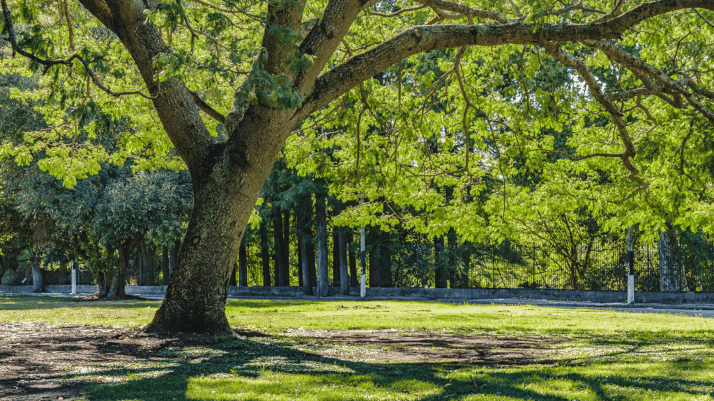 No foco da imagem, há uma grande árvore em um parque.