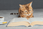Um gato laranja que usa um óculos de grau está observando um livro aberto que está na sua frente. Ao lado, há uma xícara com chá.