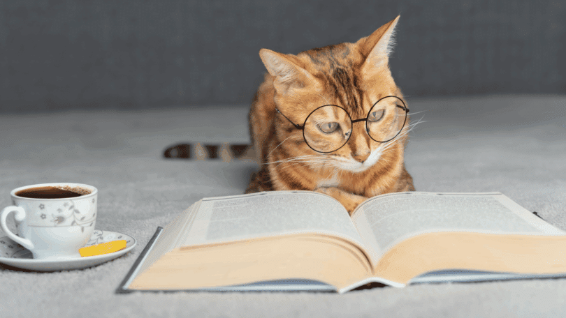 Um gato laranja que usa um óculos de grau está observando um livro aberto que está na sua frente. Ao lado, há uma xícara com chá.