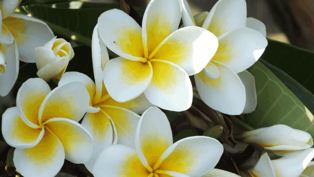 Na imagem, há flores de Jasmim brancas.