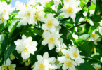 Na imagem, há flores de Jasmim brancas.