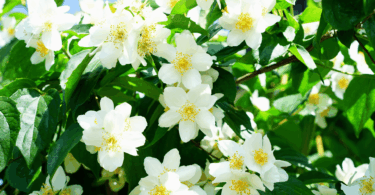 Na imagem, há flores de Jasmim brancas.