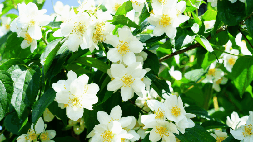 Na imagem, há flores de Jasmim brancas.