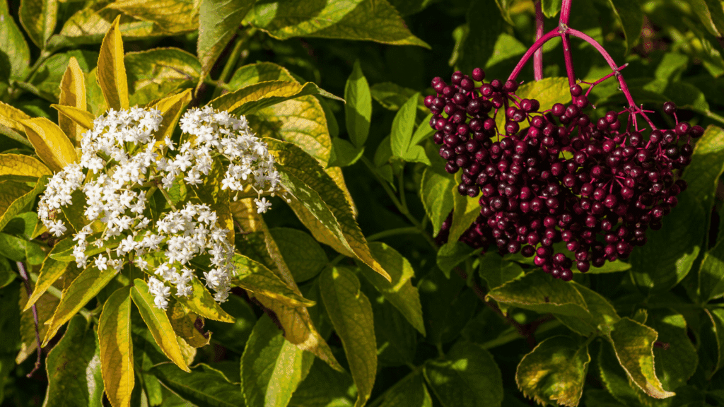 Cachos de flores brancas e frutos roxos escuros de sabugueiro em meio a folhas verdes e amareladas.