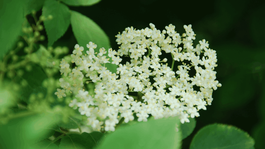 Cachos de flores brancas de sabugueiro em meio a folhas verdes.
