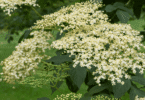 Cachos de flores brancas de sabugueiro em meio a folhas verdes.