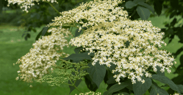 Cachos de flores brancas de sabugueiro em meio a folhas verdes.