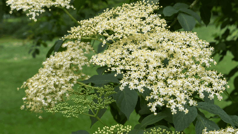 Cachos de flores brancas de sabugueiro em meio a folhas verdes.