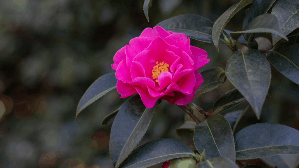 Flor cor de rosa de camélia em meio a folhas verdes.