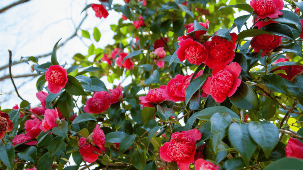 Flores cor de rosa de camélias em meio a folhas verdes.